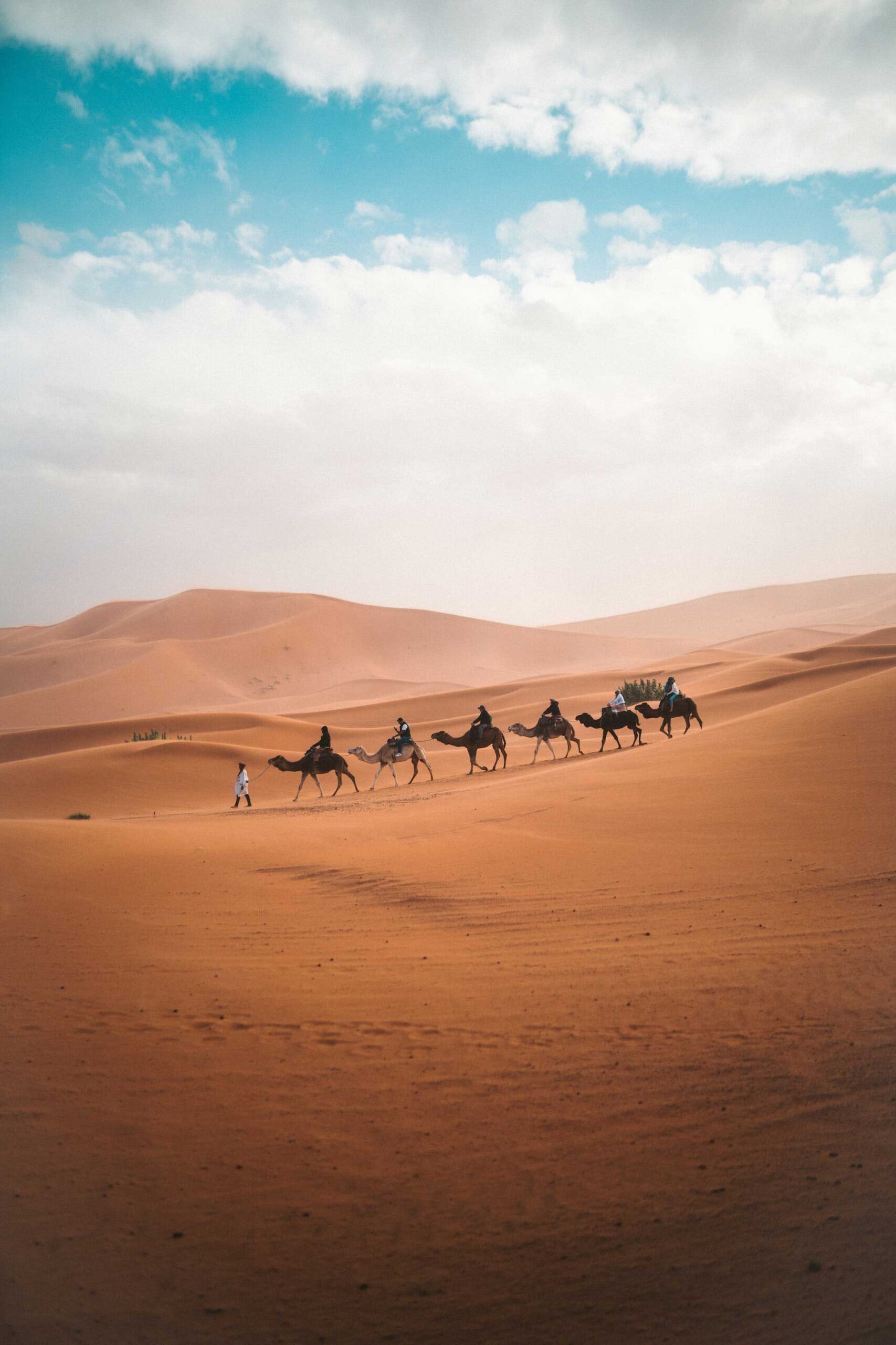 6 camels walking across the desert in Morocco